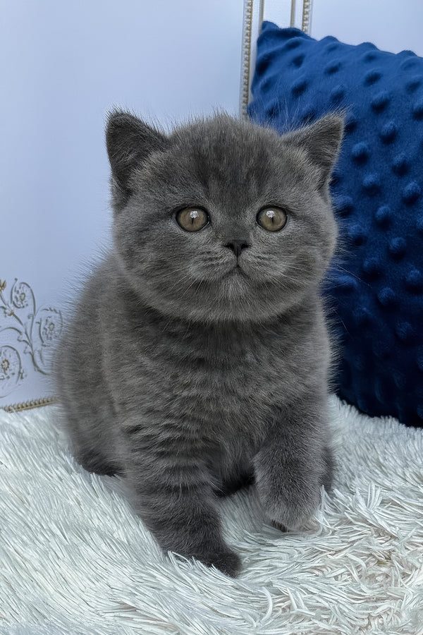 Twix | British Shorthair Kitten
