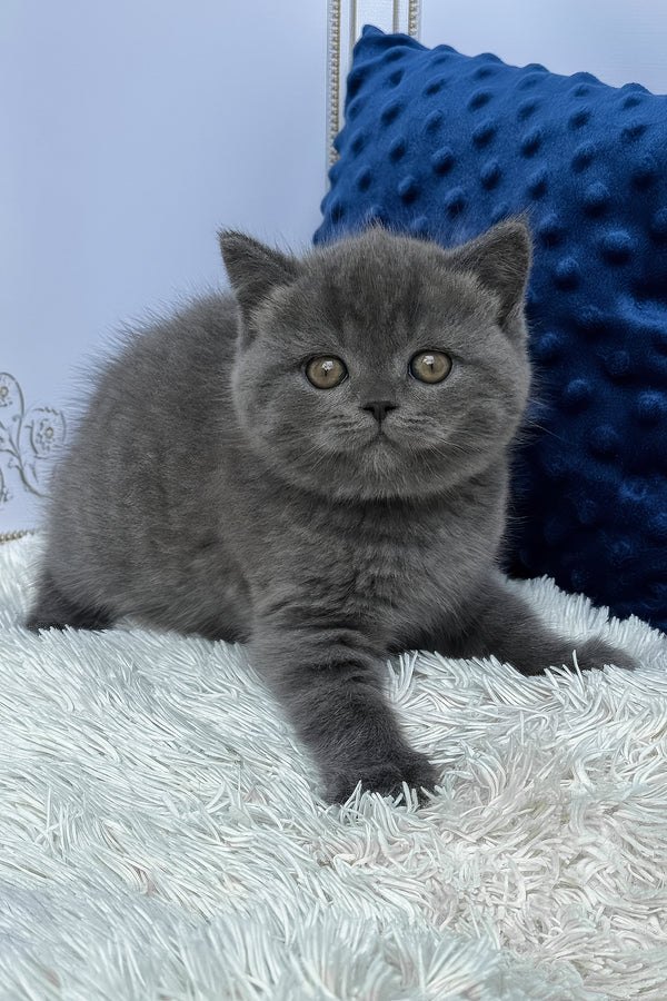 Twix | British Shorthair Kitten