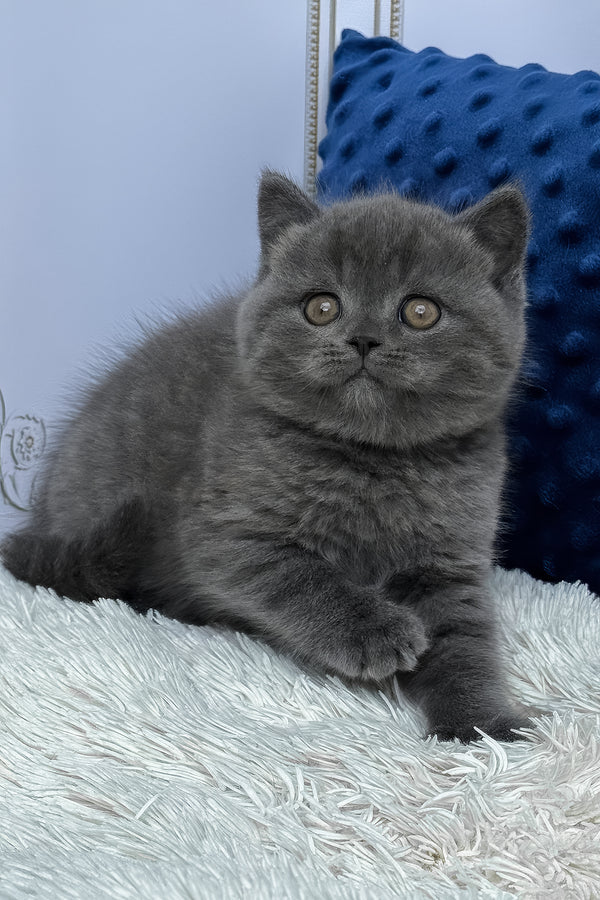 Twix | British Shorthair Kitten