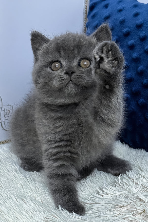 Twix | British Shorthair Kitten