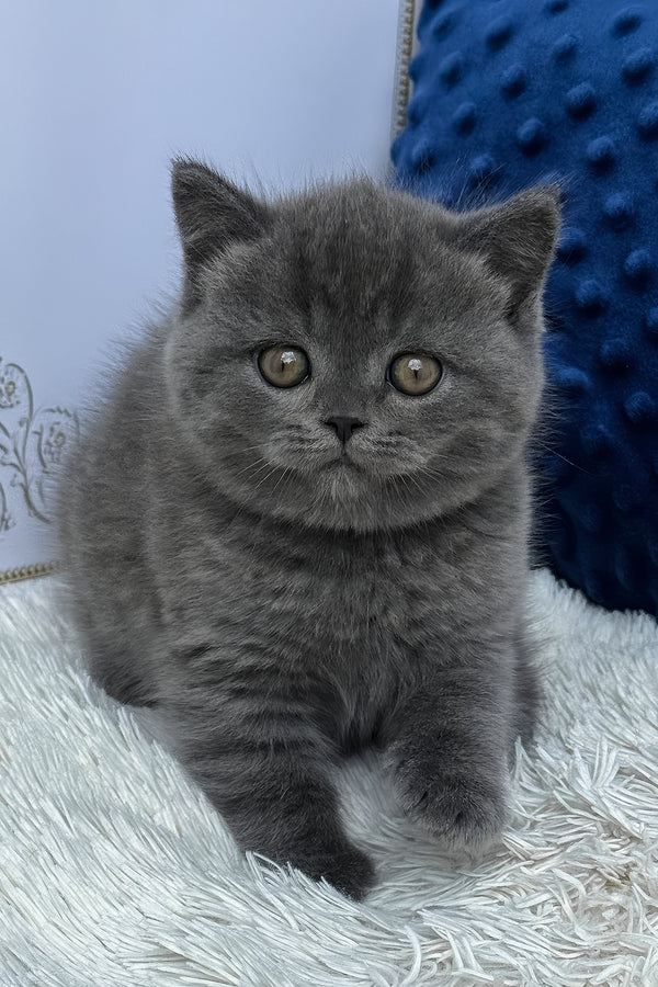 Twix | British Shorthair Kitten
