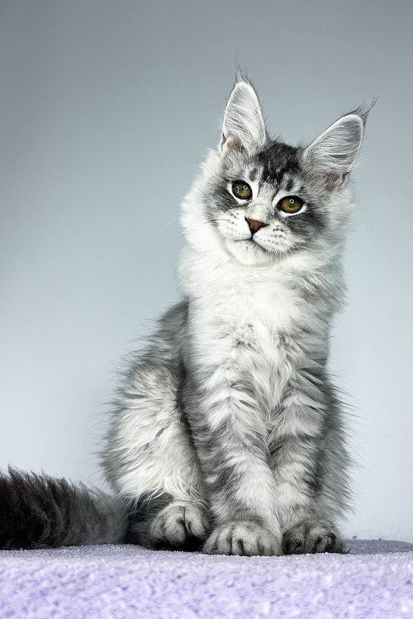 Tyler | Maine Coon Kitten
