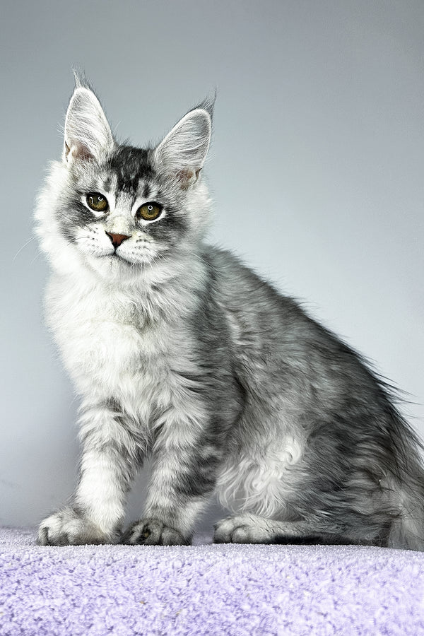 Tyler | Maine Coon Kitten