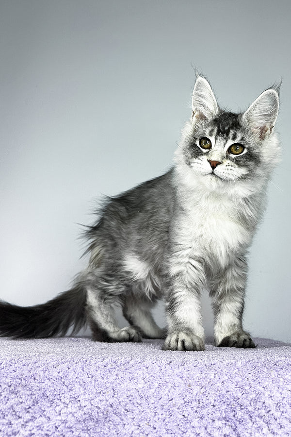 Tyler | Maine Coon Kitten