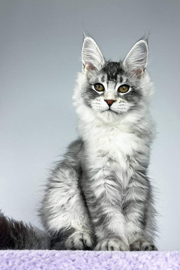 Tyler | Maine Coon Kitten