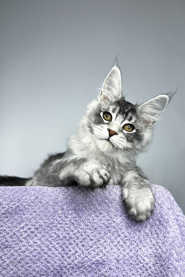 Tyler | Maine Coon Kitten