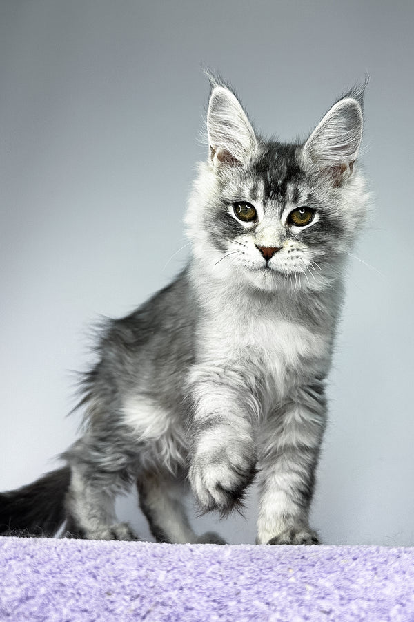 Tyler | Maine Coon Kitten