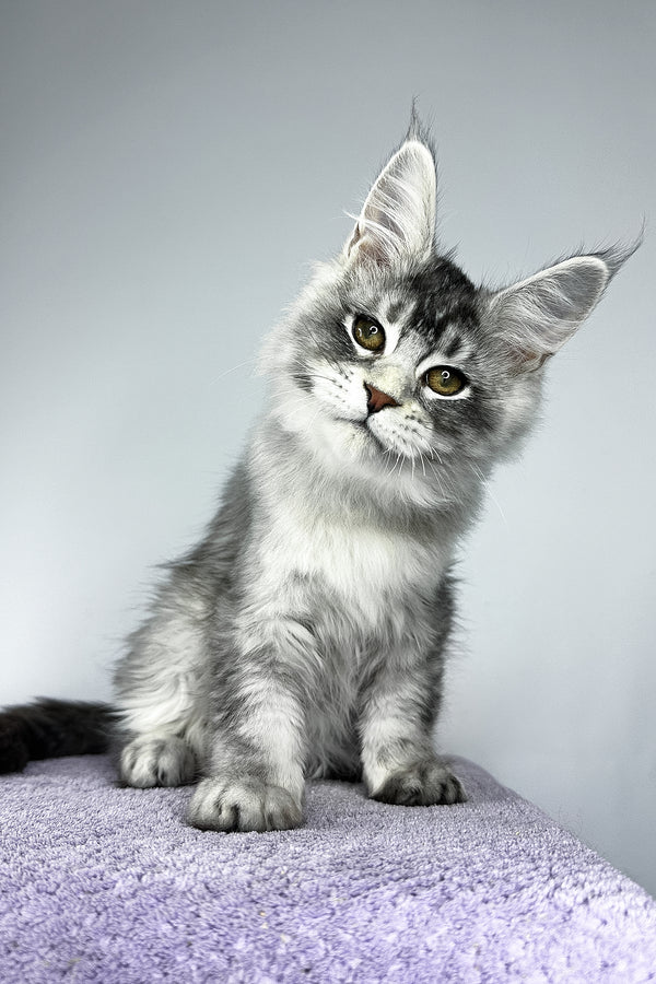 Tyler | Maine Coon Kitten