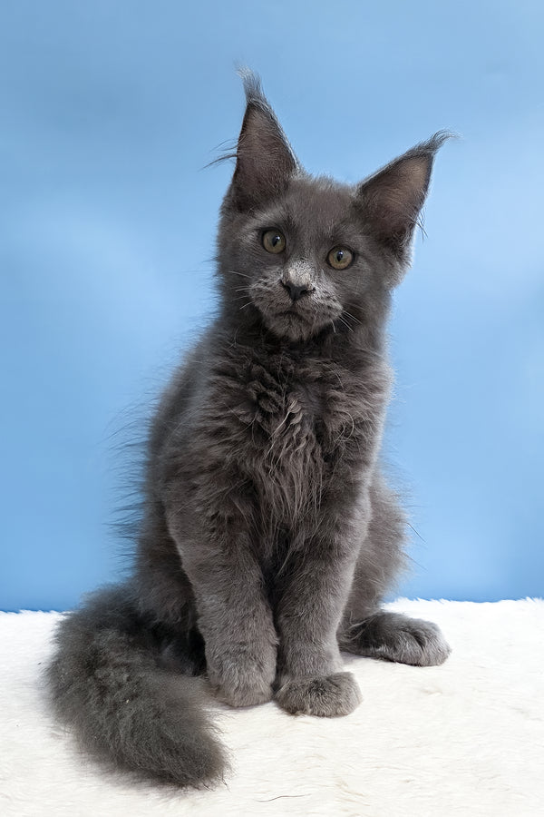 Uiliam | Maine Coon Kitten