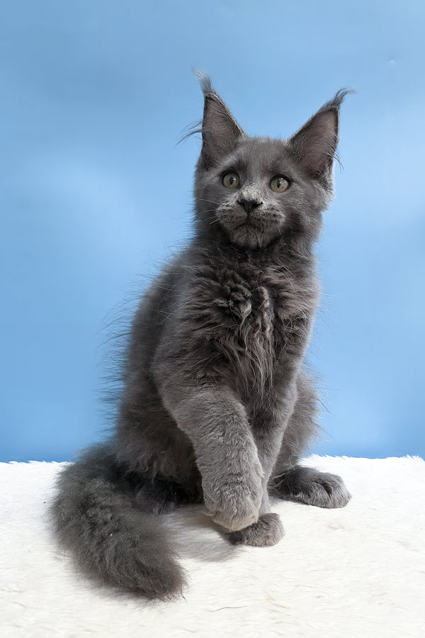 Uiliam | Maine Coon Kitten