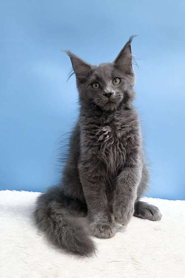 Uiliam | Maine Coon Kitten