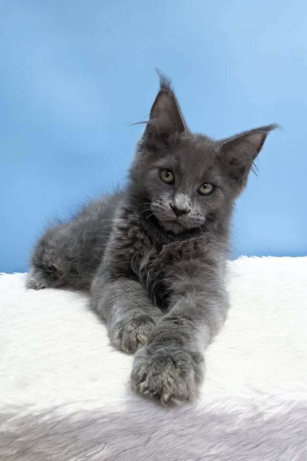 Uiliam | Maine Coon Kitten