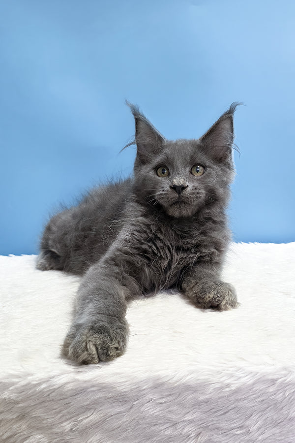 Uiliam | Maine Coon Kitten