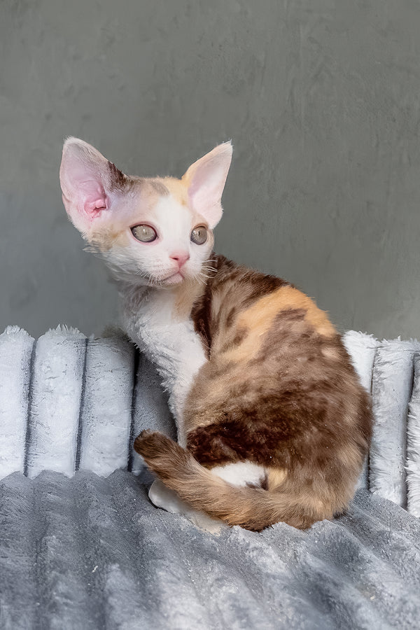 Ulana | Devon Rex Kitten