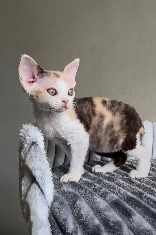 Ulana | Devon Rex Kitten