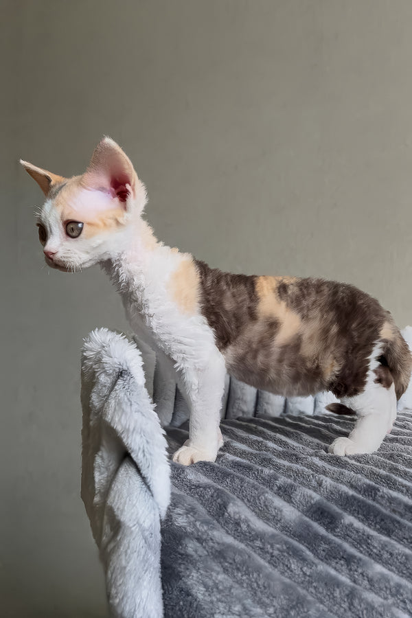 Ulana | Devon Rex Kitten