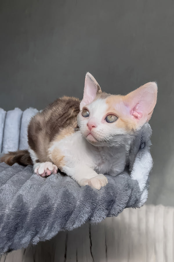 Ulana | Devon Rex Kitten