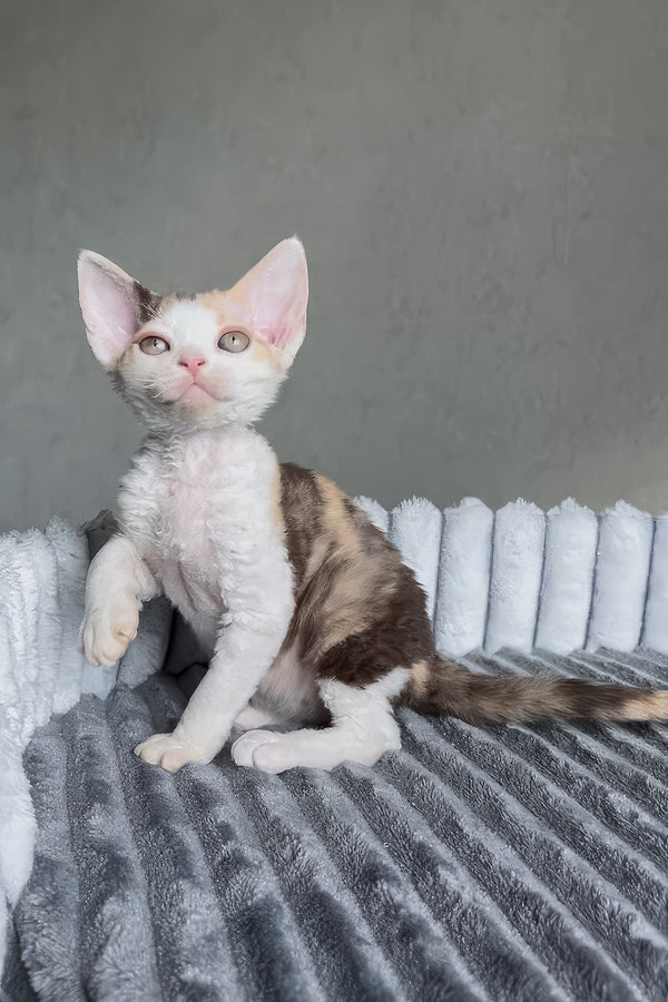 Ulana | Devon Rex Kitten