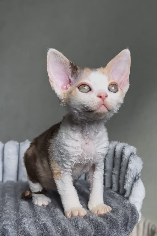 Ulana | Devon Rex Kitten