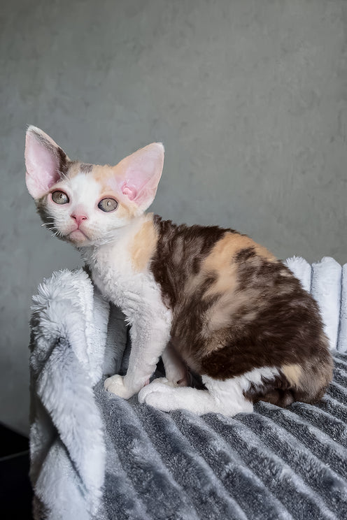Ulana | Devon Rex Kitten