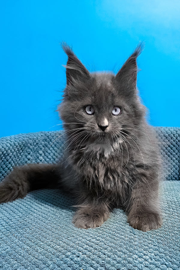 Ulyana | Maine Coon Kitten