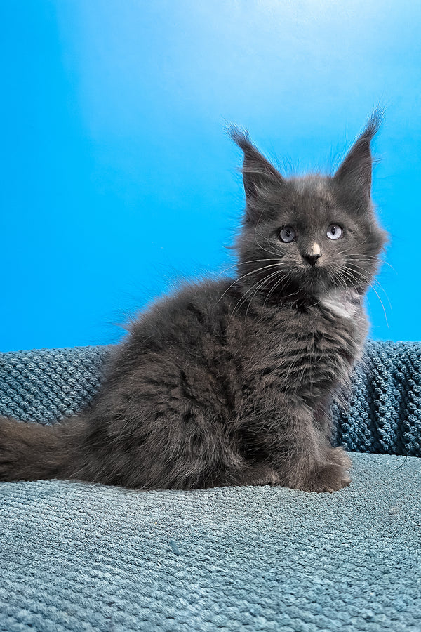 Ulyana | Maine Coon Kitten
