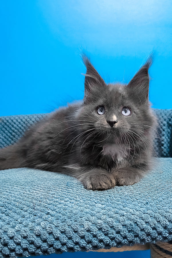 Ulyana | Maine Coon Kitten