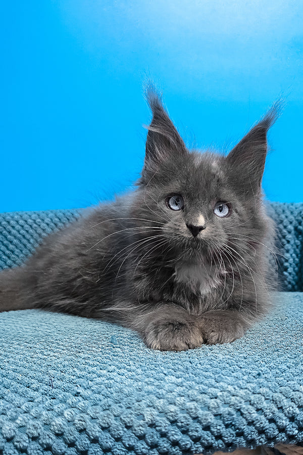 Ulyana | Maine Coon Kitten