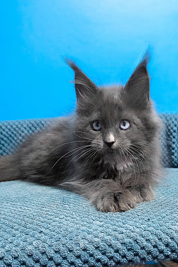 Ulyana | Maine Coon Kitten