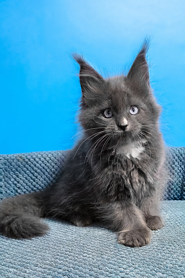 Ulyana | Maine Coon Kitten
