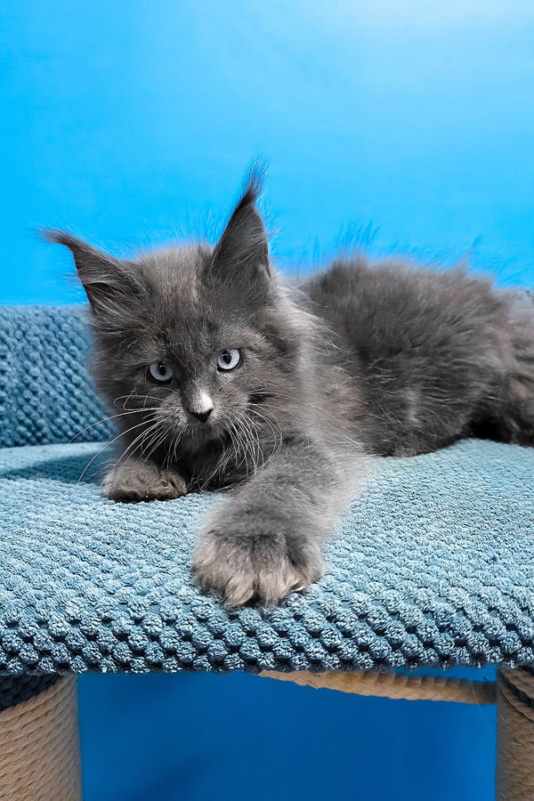 Ulyana | Maine Coon Kitten