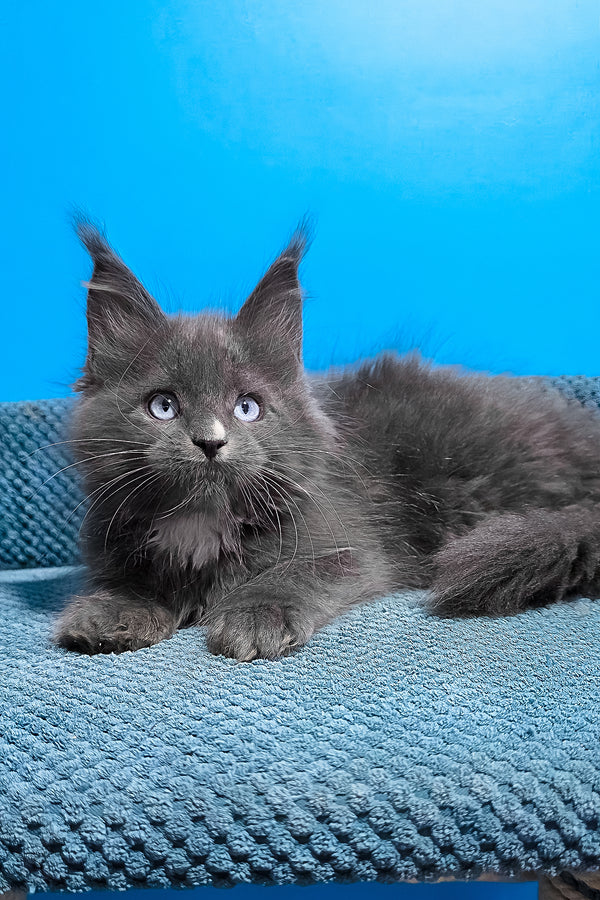 Ulyana | Maine Coon Kitten