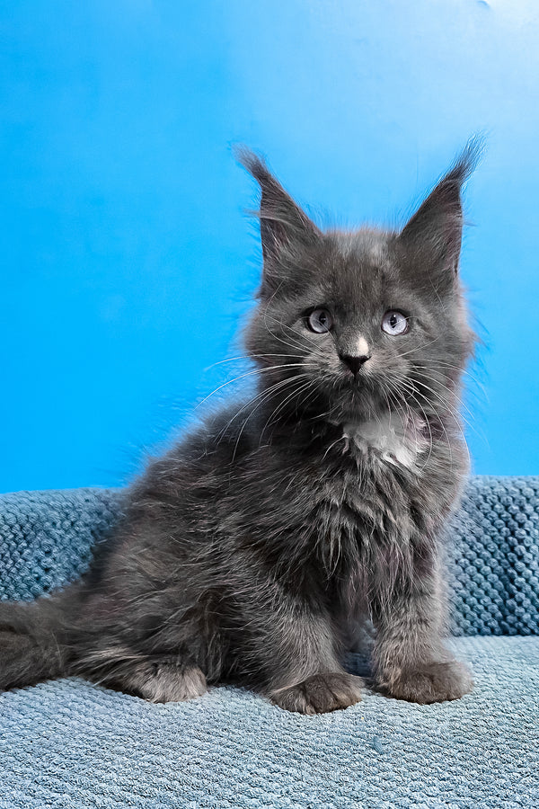 Ulyana | Maine Coon Kitten