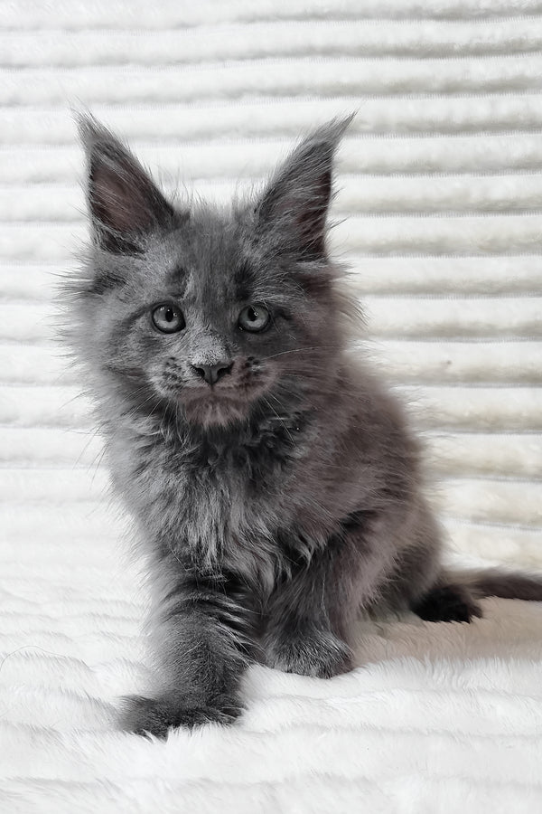 Usik | Maine Coon Kitten