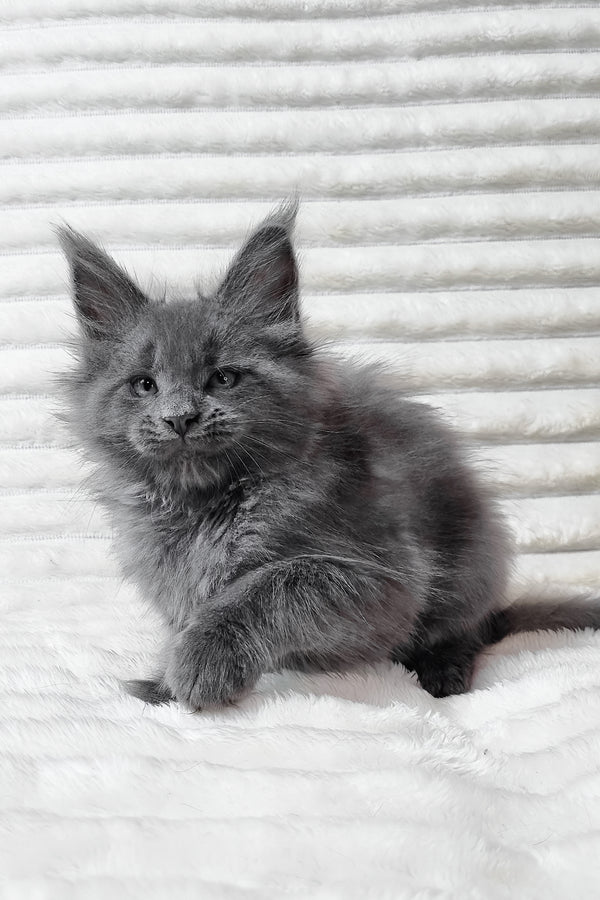 Usik | Maine Coon Kitten