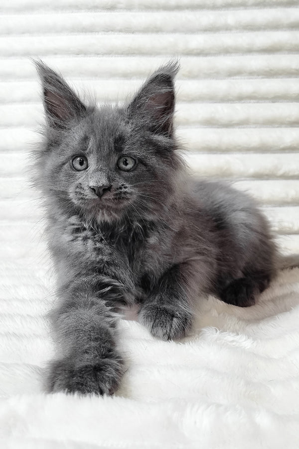 Usik | Maine Coon Kitten