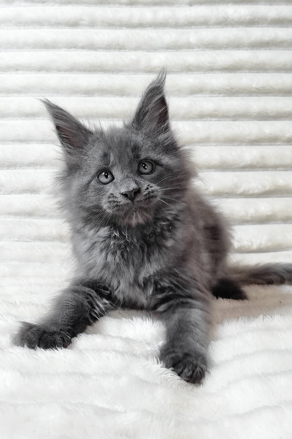 Usik | Maine Coon Kitten
