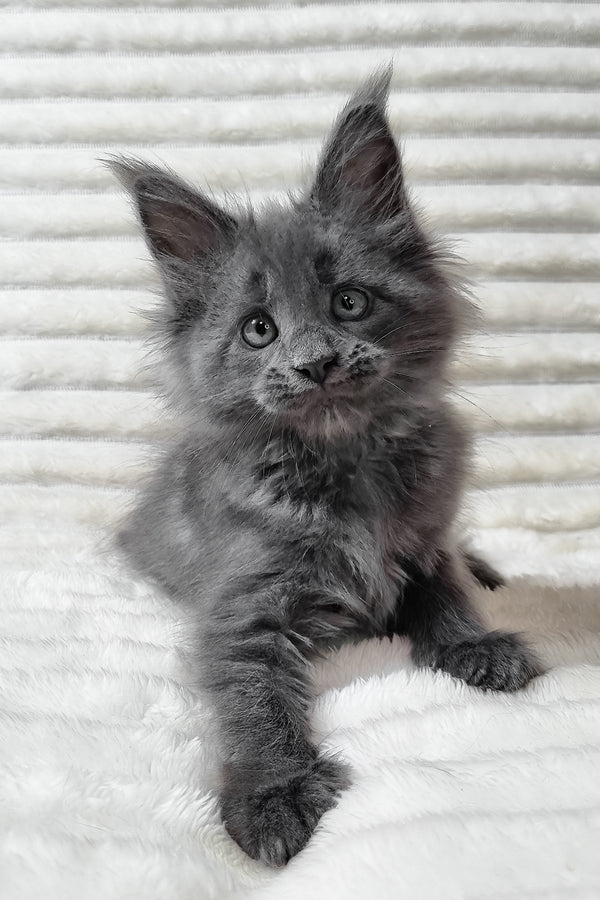 Usik | Maine Coon Kitten