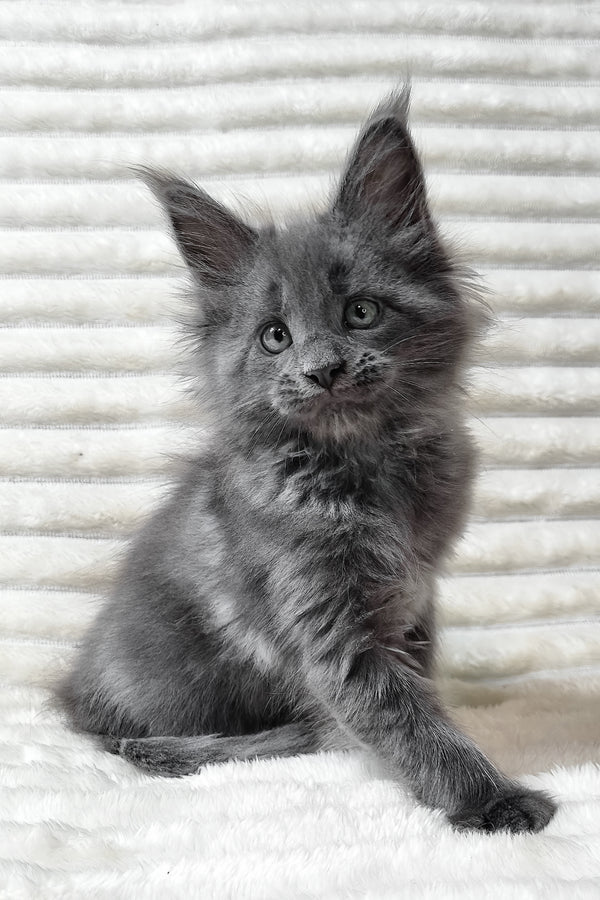 Usik | Maine Coon Kitten