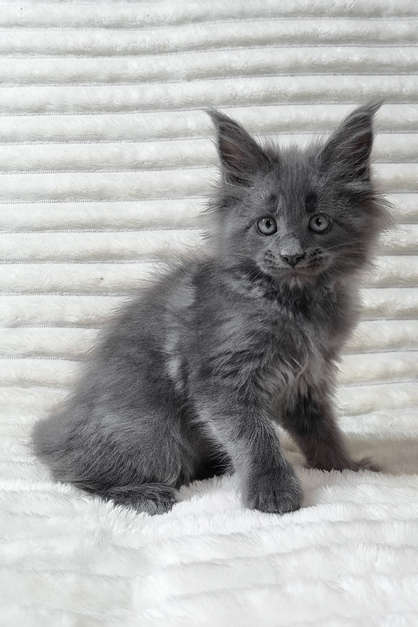 Usik | Maine Coon Kitten