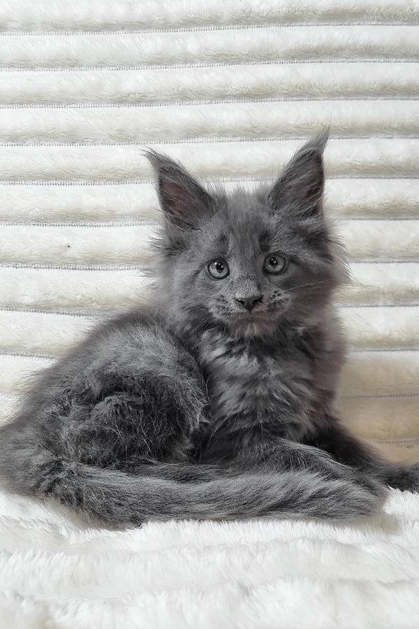 Usik | Maine Coon Kitten