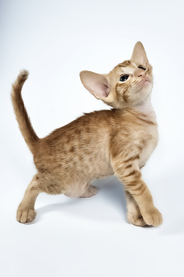 Uvar | Oriental Shorthair Kitten