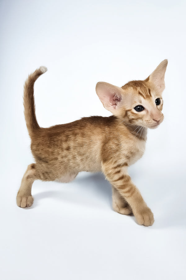 Uvar | Oriental Shorthair Kitten