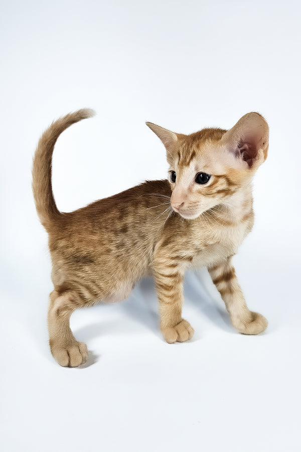 Uvar | Oriental Shorthair Kitten