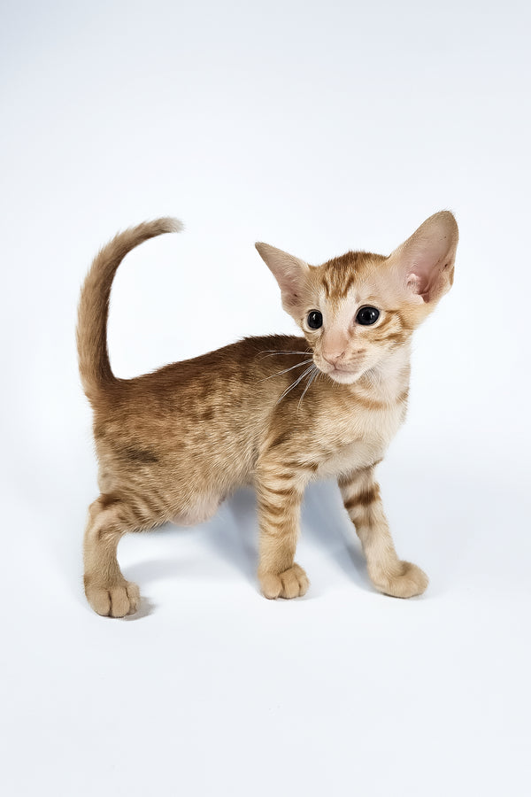 Uvar | Oriental Shorthair Kitten