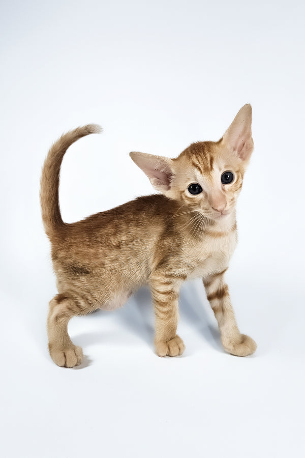 Uvar | Oriental Shorthair Kitten