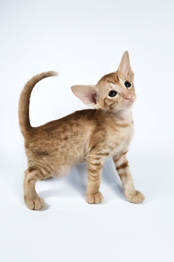 Uvar | Oriental Shorthair Kitten