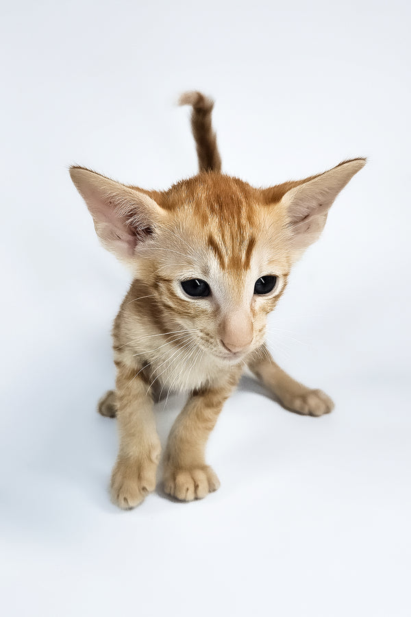 Uvar | Oriental Shorthair Kitten