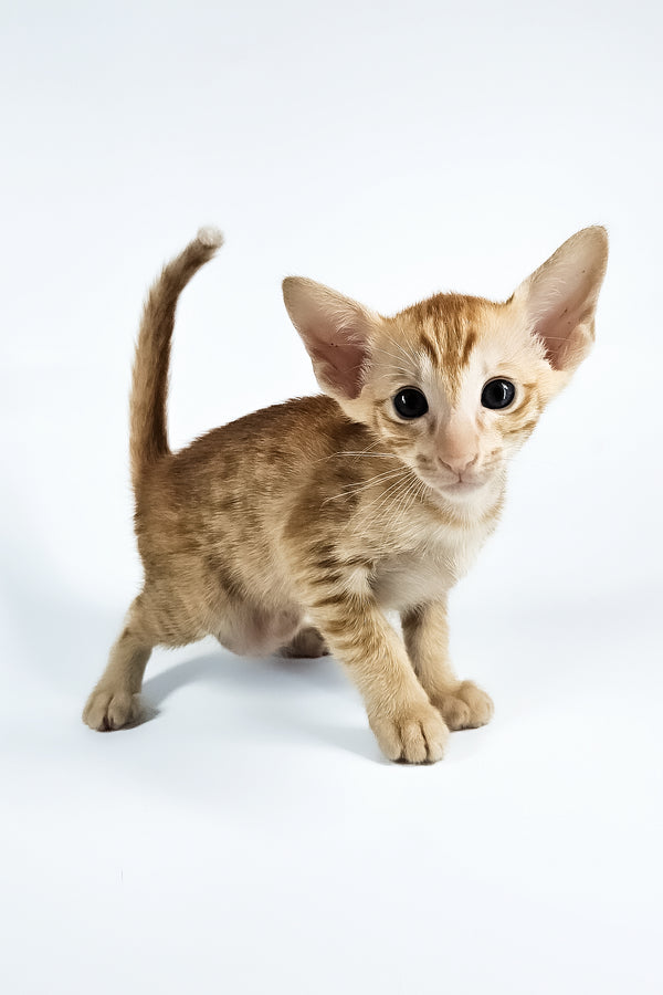 Uvar | Oriental Shorthair Kitten