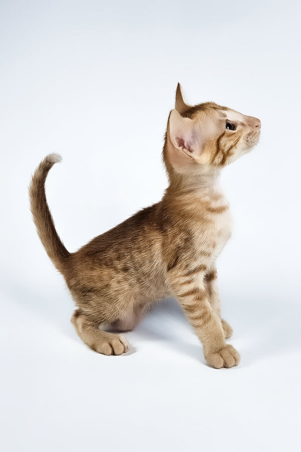 Uvar | Oriental Shorthair Kitten